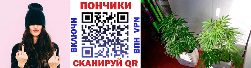 нарко площадка официальный сайт  Миасс  МАРИХУАНА White Widow 